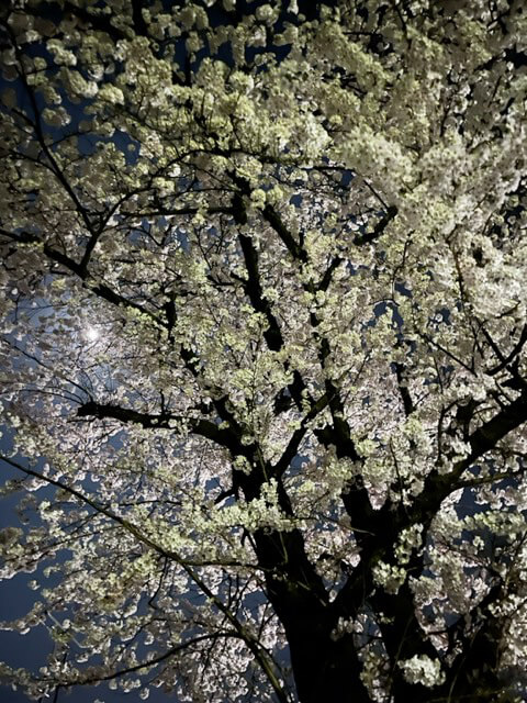 五柱神社の夜桜